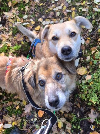 Duke, 8 Jahre, ruhig, gelassen, sehr Menschen bezogen, wer verliebt sich ihn ihn?