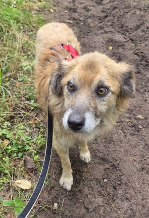 Duke, 8 Jahre, ruhig, gelassen, sehr Menschen bezogen, wer verliebt sich ihn ihn?