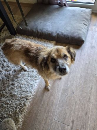 Duke, 8 Jahre, ruhig, gelassen, sehr Menschen bezogen, wer verliebt sich ihn ihn?