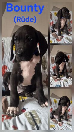Deutsche Dogge Welpen