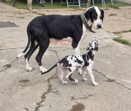 Deutsche Dogge Welpen