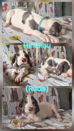 Deutsche Dogge Welpen