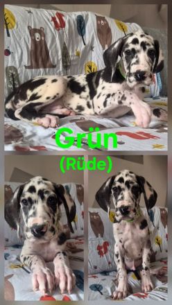 Deutsche Dogge Welpen