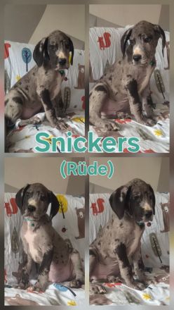 Deutsche Dogge Welpen