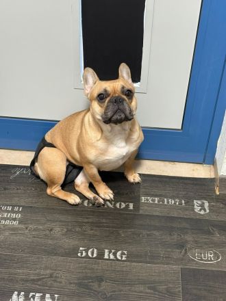 Französische Bulldogge
