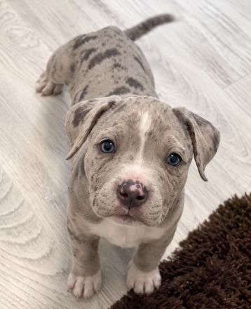 American Bully Hündin