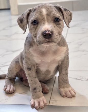 American Bully Hündin