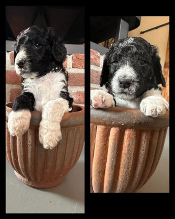 Großpudel Deckrüde für Zucht (auch Doodle), vererbt braun, rot, blata, schwarz, tricolor, Scheckung