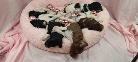 Großpudel Deckrüde für Zucht (auch Doodle), vererbt braun, rot, blata, schwarz, tricolor, Scheckung