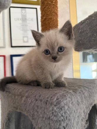 Wundervolle Britisch-Kurzhaar-Kitten ABGABE 01.11.2026