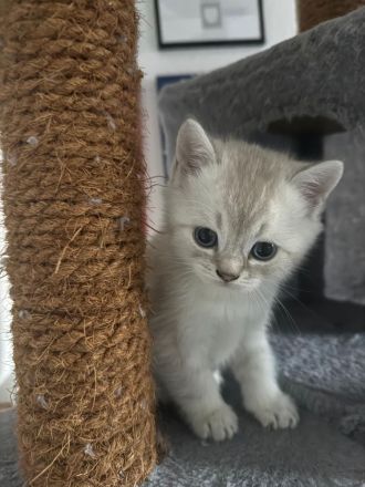 Wundervolle Britisch-Kurzhaar-Kitten ABGABE 01.11.2026
