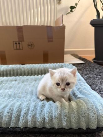 Wundervolle Britisch-Kurzhaar-Kitten ABGABE 01.11.2026