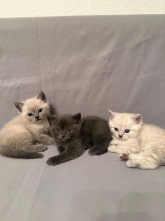 Wundervolle Britisch-Kurzhaar-Kitten ABGABE 01.11.2026