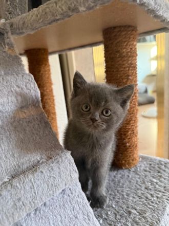Wundervolle Britisch-Kurzhaar-Kitten ABGABE 01.11.2026