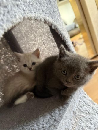 Wundervolle Britisch-Kurzhaar-Kitten ABGABE 01.11.2026