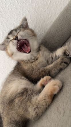 Wunderschön, Baby Katze ragdoll &bkh