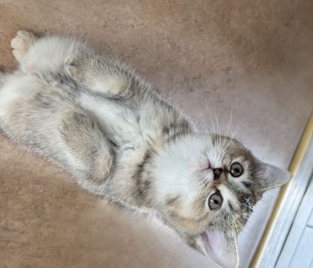 Wunderschön, Baby Katze ragdoll &bkh