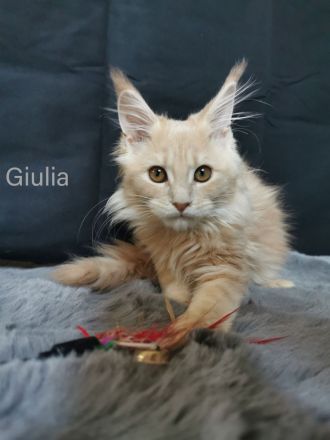 Maine Coon Babies (Transport möglich!)