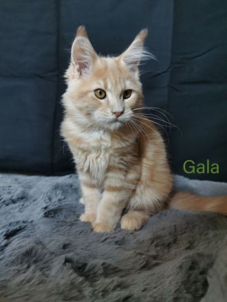 Maine Coon Babies (Transport möglich!)