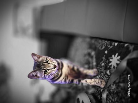 Bengal Mix Lady Bella