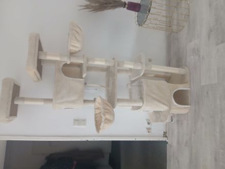 2 katzen Babys