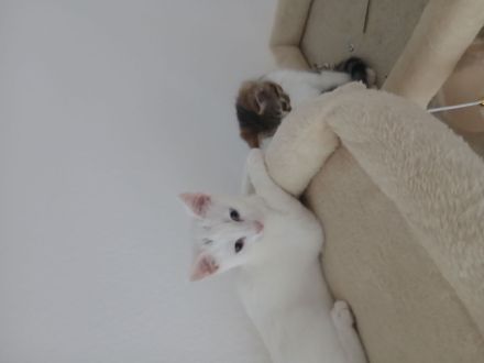 2 katzen Babys