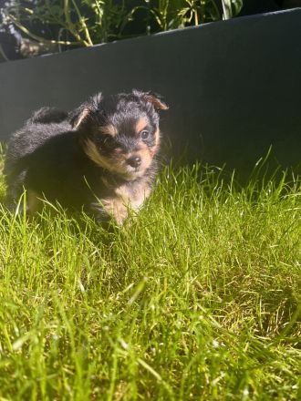 Pomchi Welpen