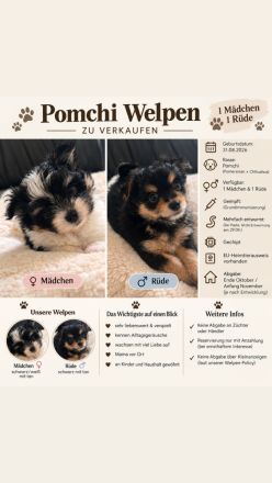Pomchi Welpen