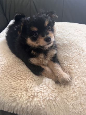 Pomchi Welpen
