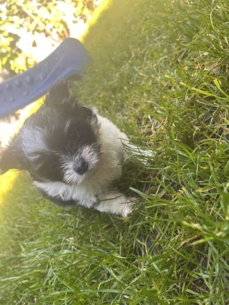 Pomchi Welpen