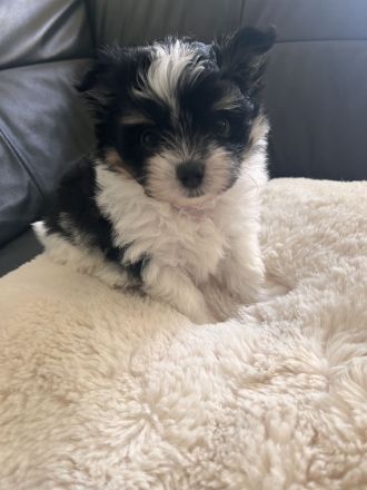 Pomchi Welpen