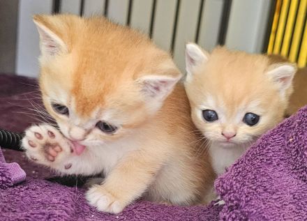 BKH Kitten Golden Shaded & Golden Shell – Exklusive