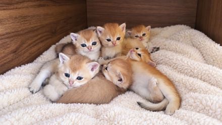 BKH Kitten Golden Shaded & Golden Shell – Exklusive