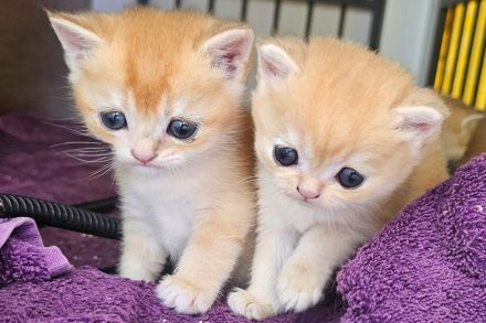 BKH Kitten Golden Shaded & Golden Shell – Exklusive