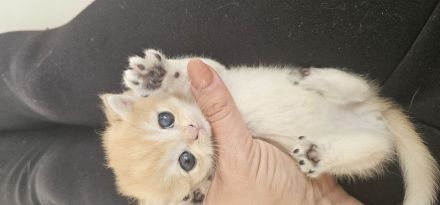 BKH Kitten Golden Shaded & Golden Shell – Exklusive