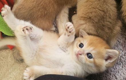 BKH Kitten Golden Shaded & Golden Shell – Exklusive