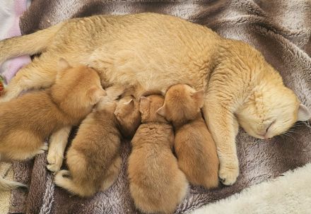 BKH Kitten Golden Shaded & Golden Shell – Exklusive