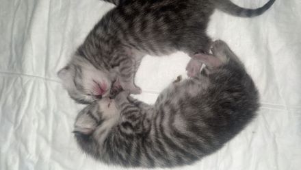 Katzenbabys Mischlinge BKH-EKH