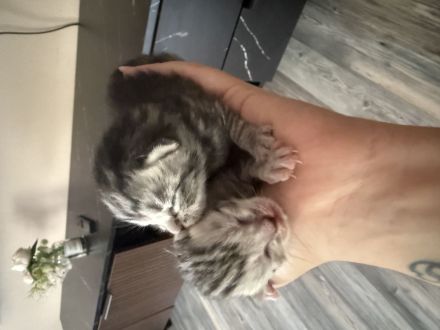 Katzenbabys Mischlinge BKH-EKH