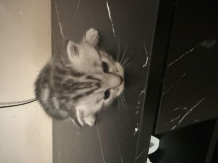 Katzenbabys Mischlinge BKH-EKH