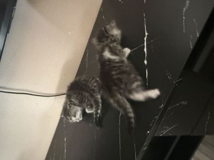 Katzenbabys Mischlinge BKH-EKH