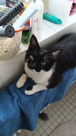 Weibliche europäisch Kurzhaar Katze