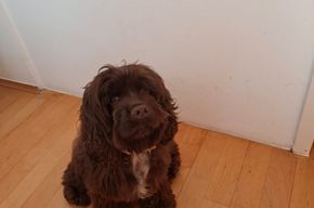 American Cocker Spaniel Hündin 2 Jahre