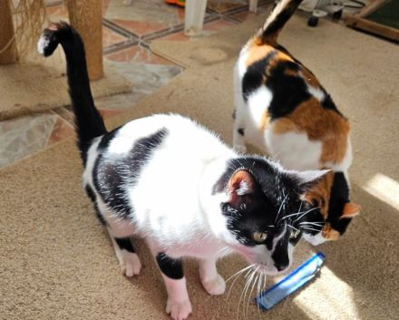 Fernando und Pepper suchen ein Für-Immer-Zuhause mit Freigang