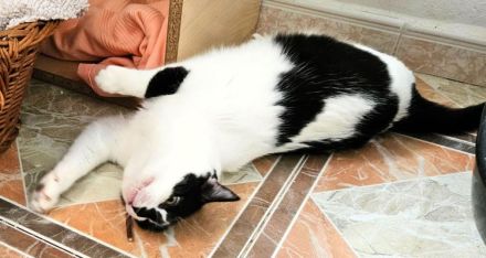 Fernando und Pepper suchen ein Für-Immer-Zuhause mit Freigang