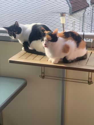 Fernando und Pepper suchen ein Für-Immer-Zuhause mit Freigang