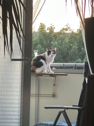 Fernando und Pepper suchen ein Für-Immer-Zuhause mit Freigang