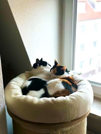 Fernando und Pepper suchen ein Für-Immer-Zuhause mit Freigang