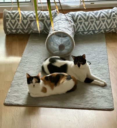 Fernando und Pepper suchen ein Für-Immer-Zuhause mit Freigang