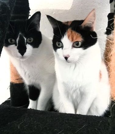Fernando und Pepper suchen ein Für-Immer-Zuhause mit Freigang